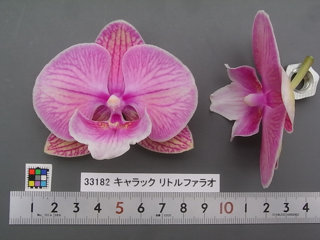 品種登録迅速化総合電子化システム