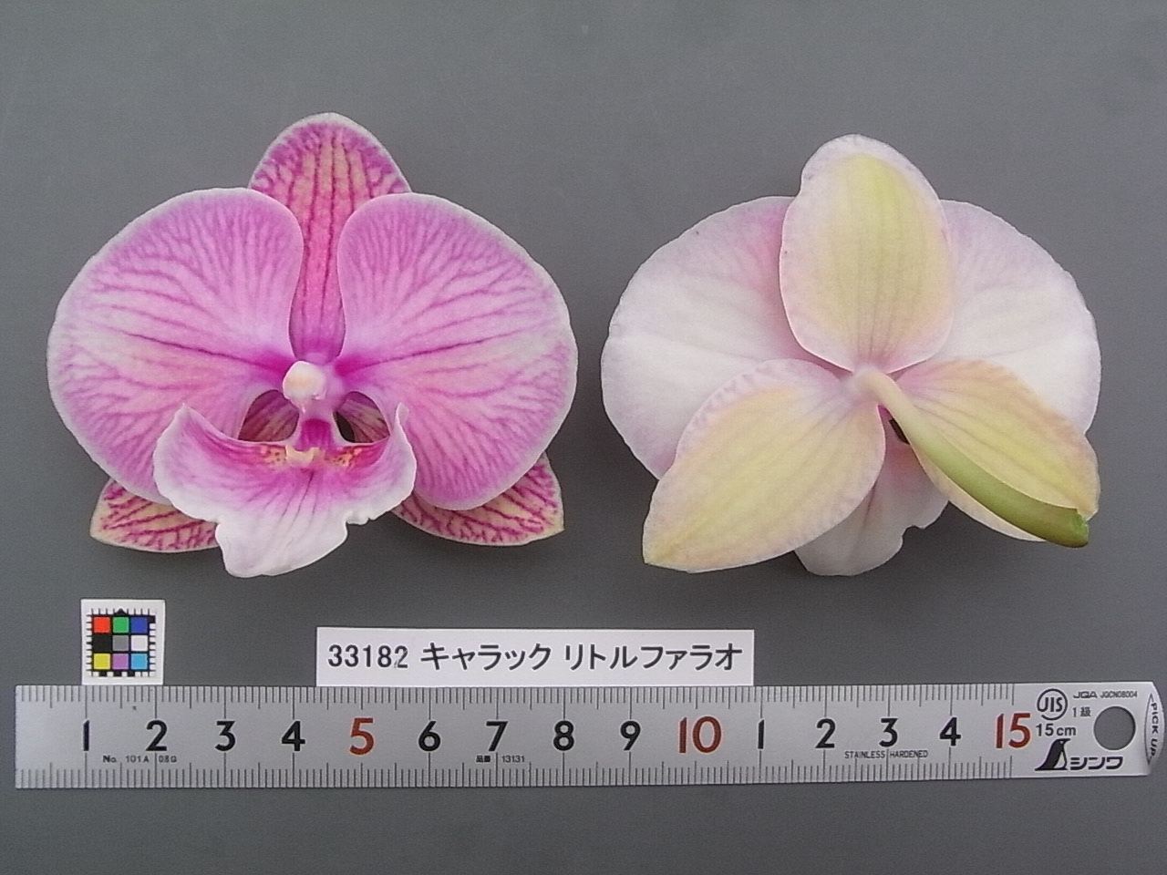 品種登録迅速化総合電子化システム