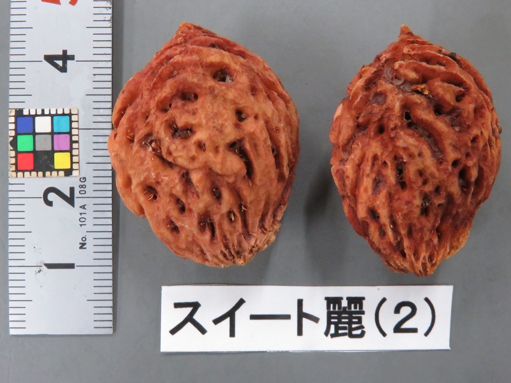 枝・実・果実 TT 秋の実：一位 - 田舎へ行ってご／見てご！