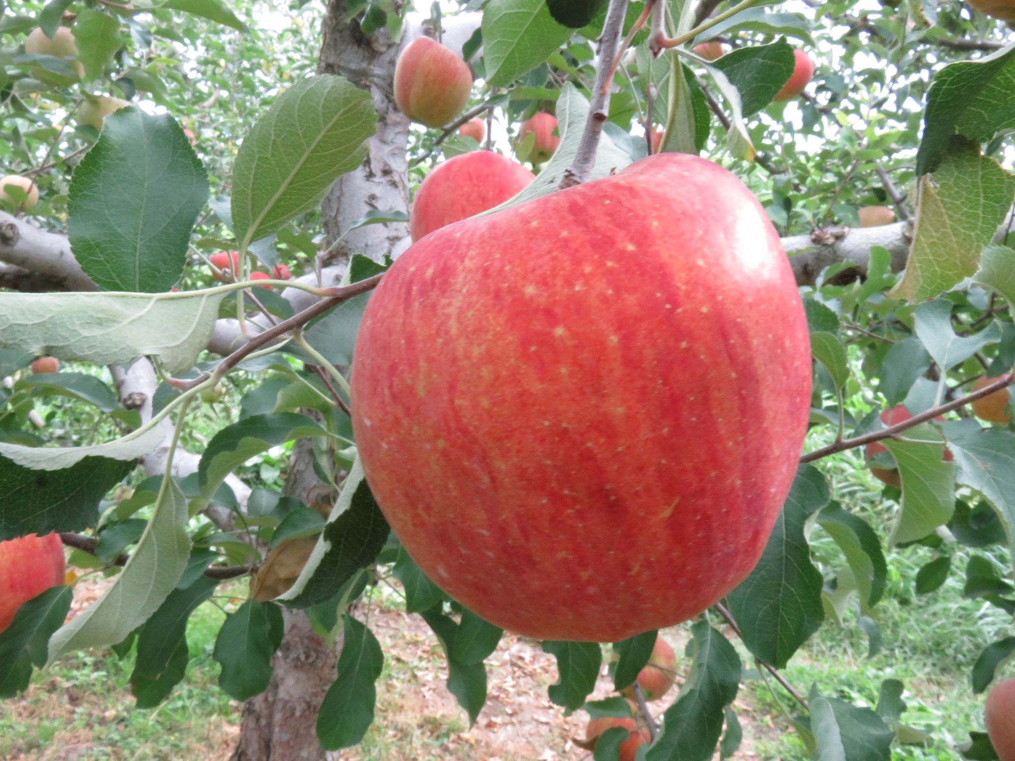 品種登録迅速化総合電子化システム