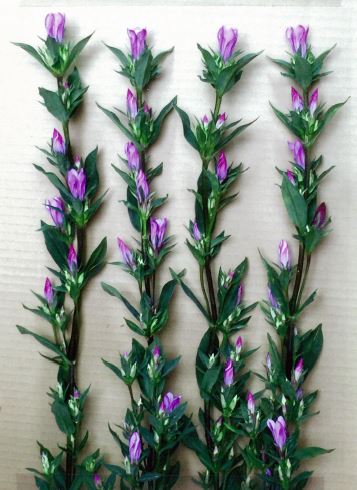 品種登録迅速化総合電子化システム