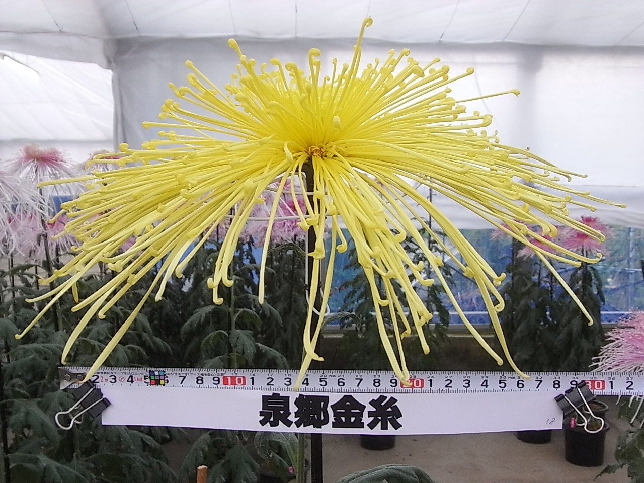 品種登録迅速化総合電子化システム