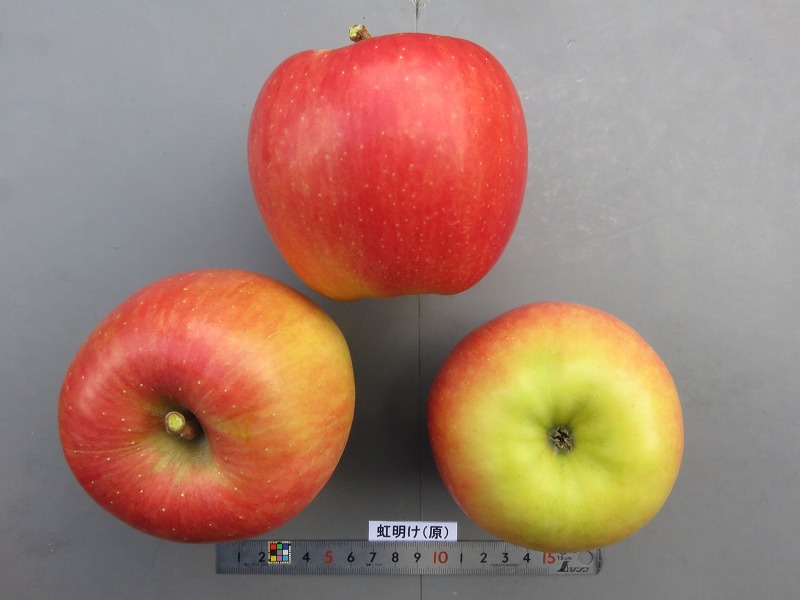 虹の林檎 楽天市場】jazz りんご (約9kg) ニュージーランド産 ジャズ りんご