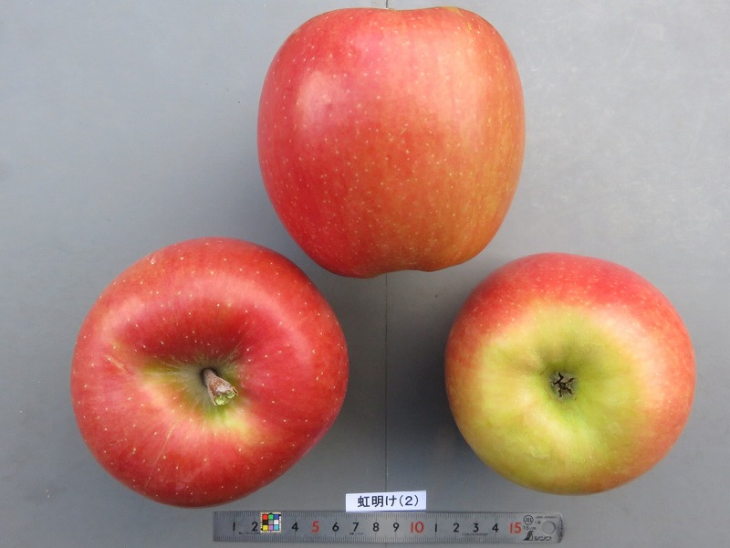 虹の林檎 品種登録迅速化総合電子化システム