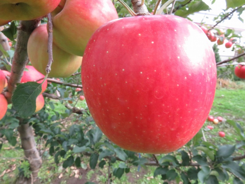 品種登録迅速化総合電子化システム