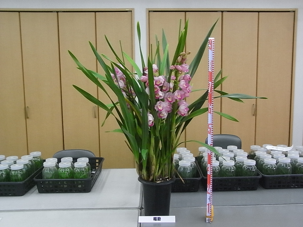 品種登録迅速化総合電子化システム