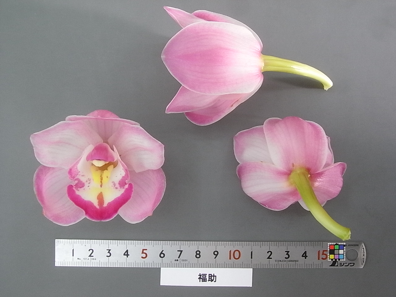 品種登録迅速化総合電子化システム