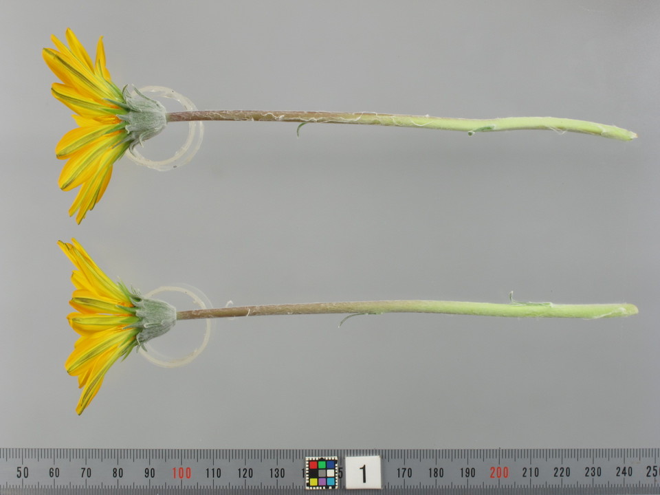 品種登録迅速化総合電子化システム