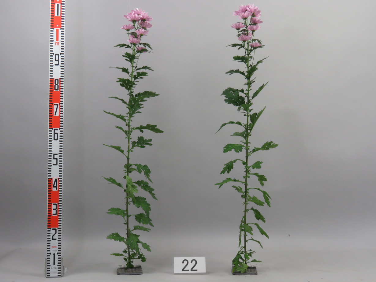 品種登録迅速化総合電子化システム