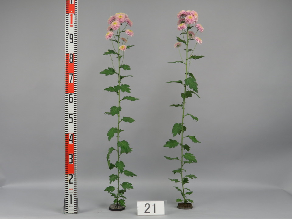 品種登録迅速化総合電子化システム