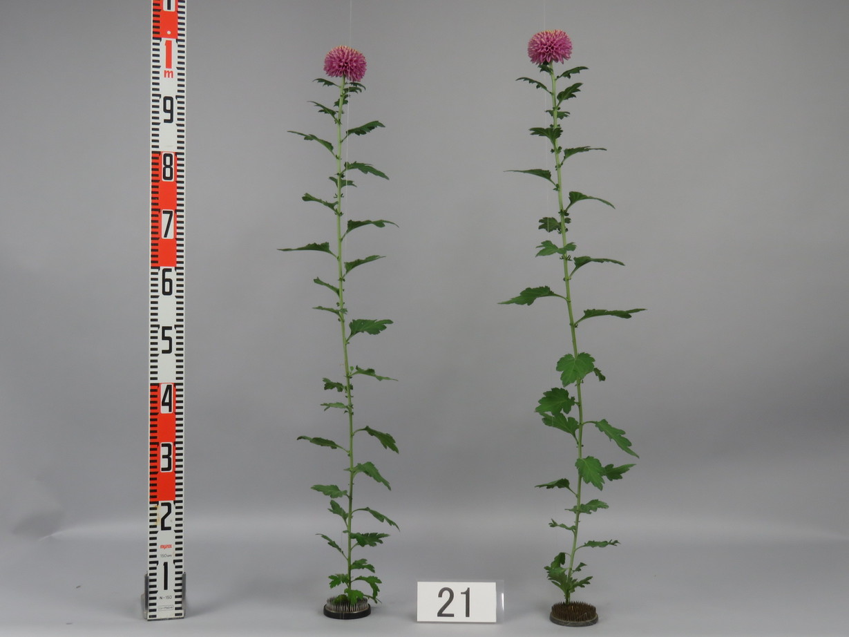 品種不明　確認画像 品種登録迅速化総合電子化システム