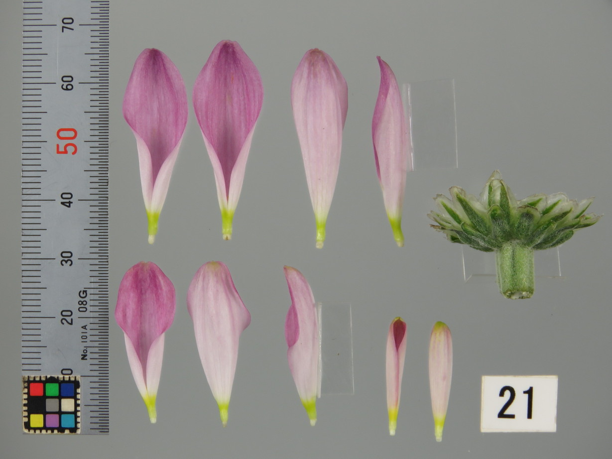 品種登録迅速化総合電子化システム