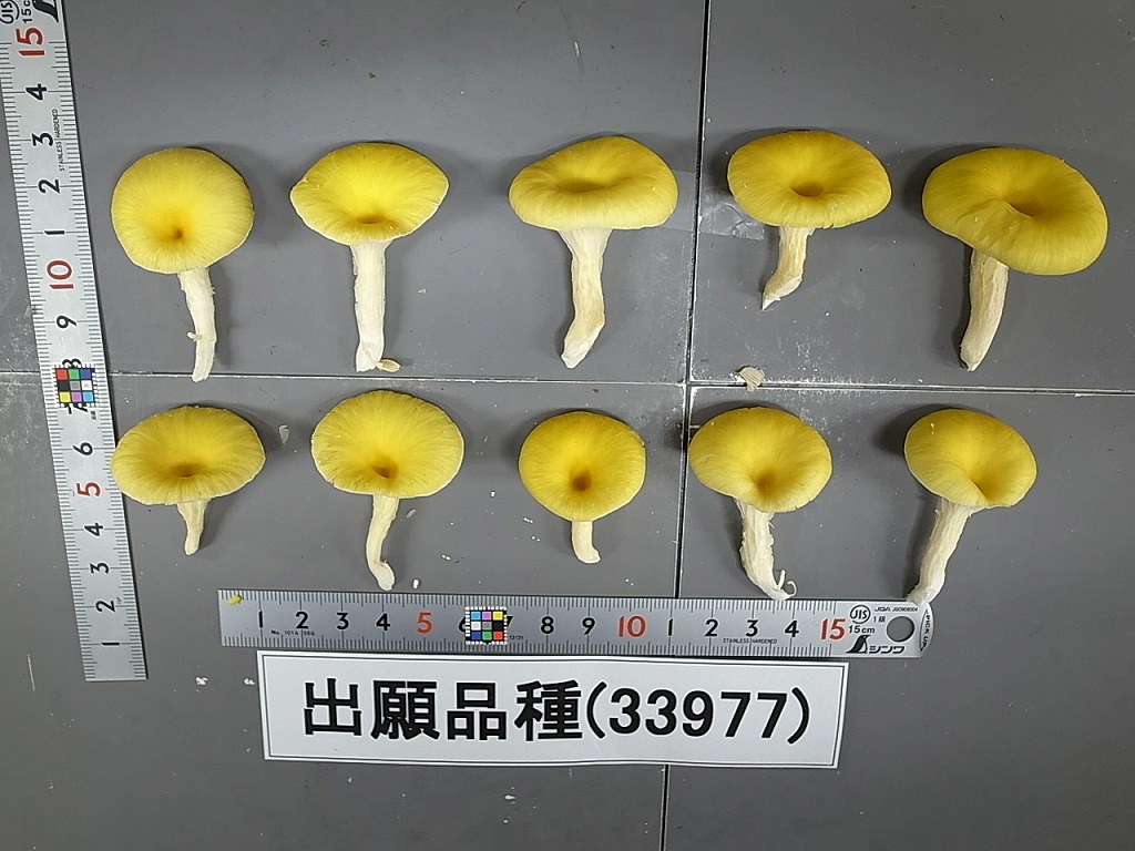 品種登録迅速化総合電子化システム