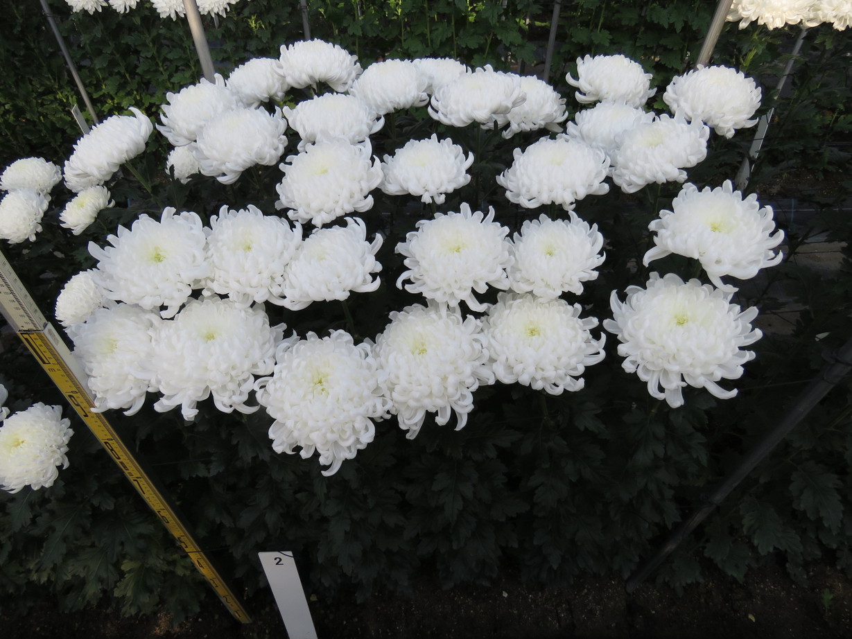 品種登録迅速化総合電子化システム