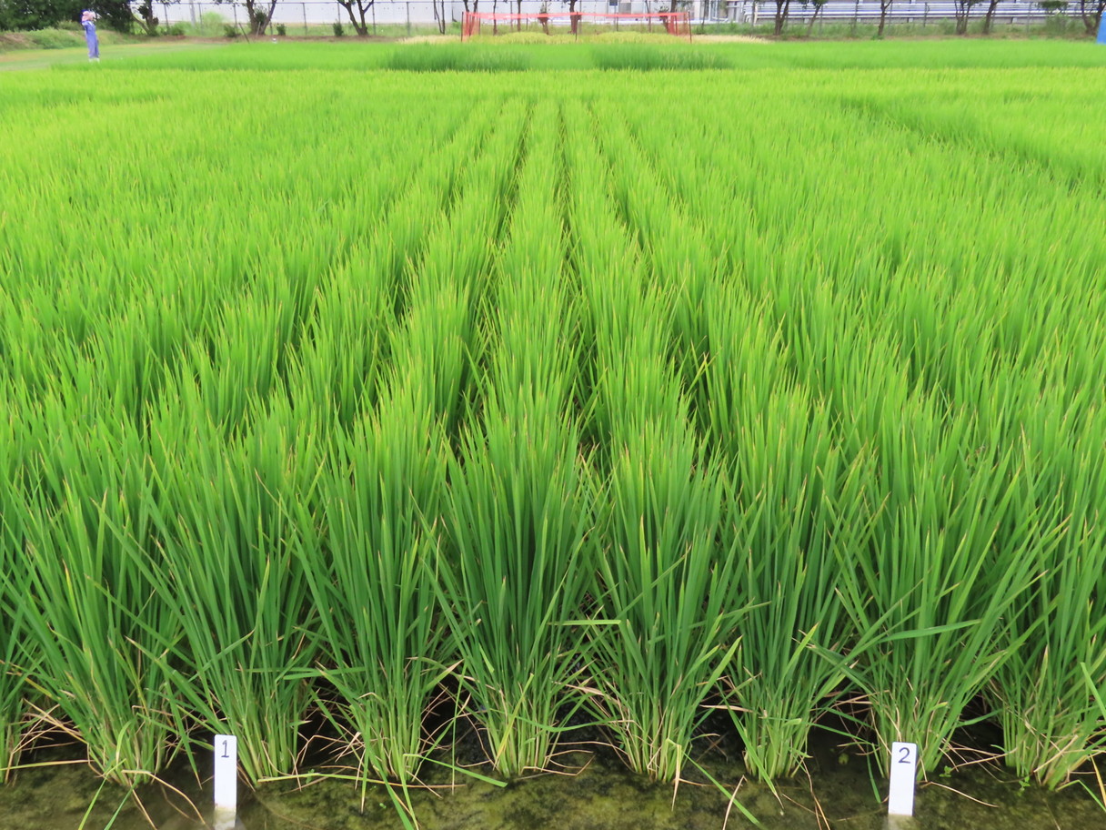 稲系 品種登録迅速化総合電子化システム