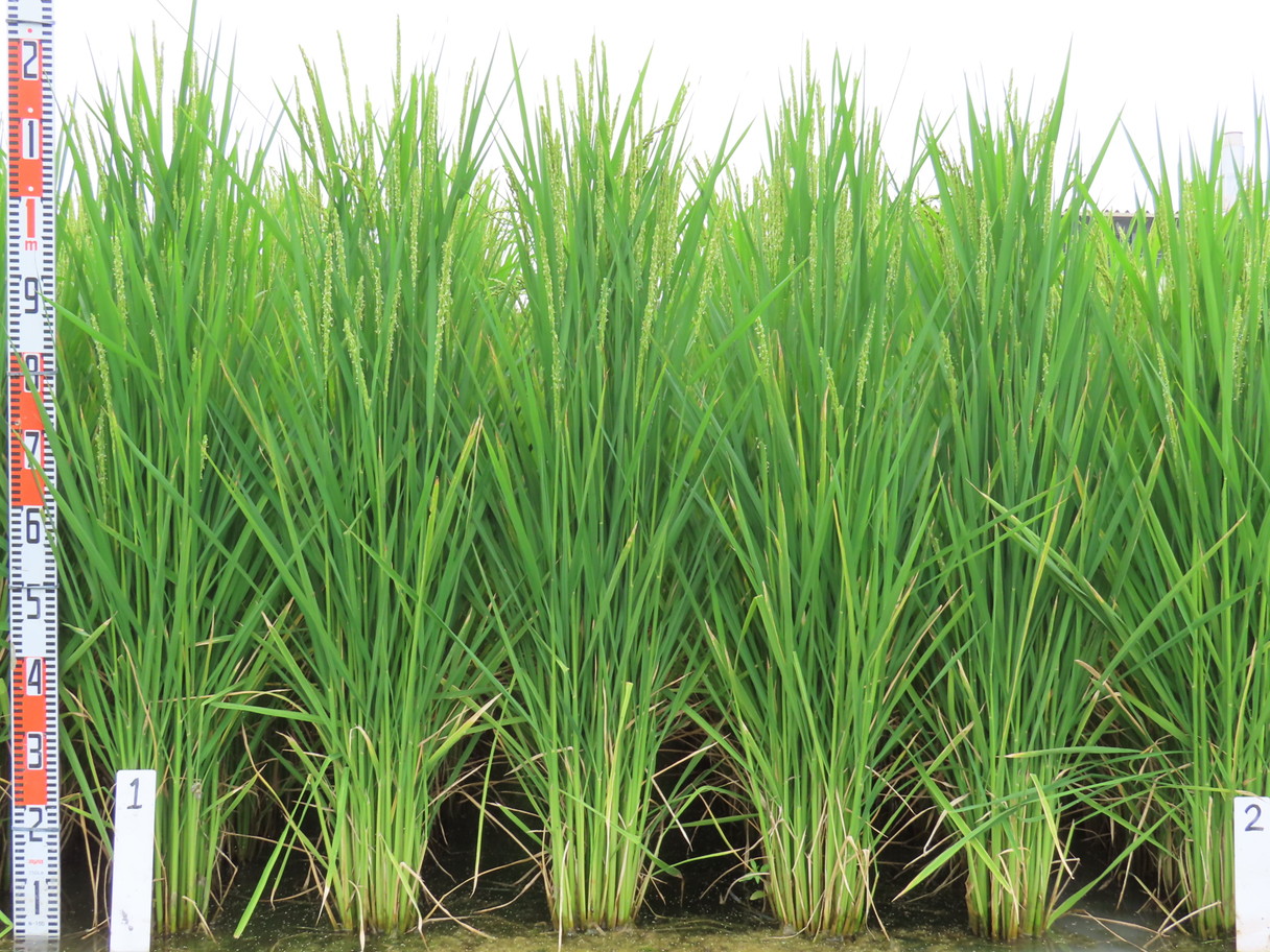 品種登録迅速化総合電子化システム