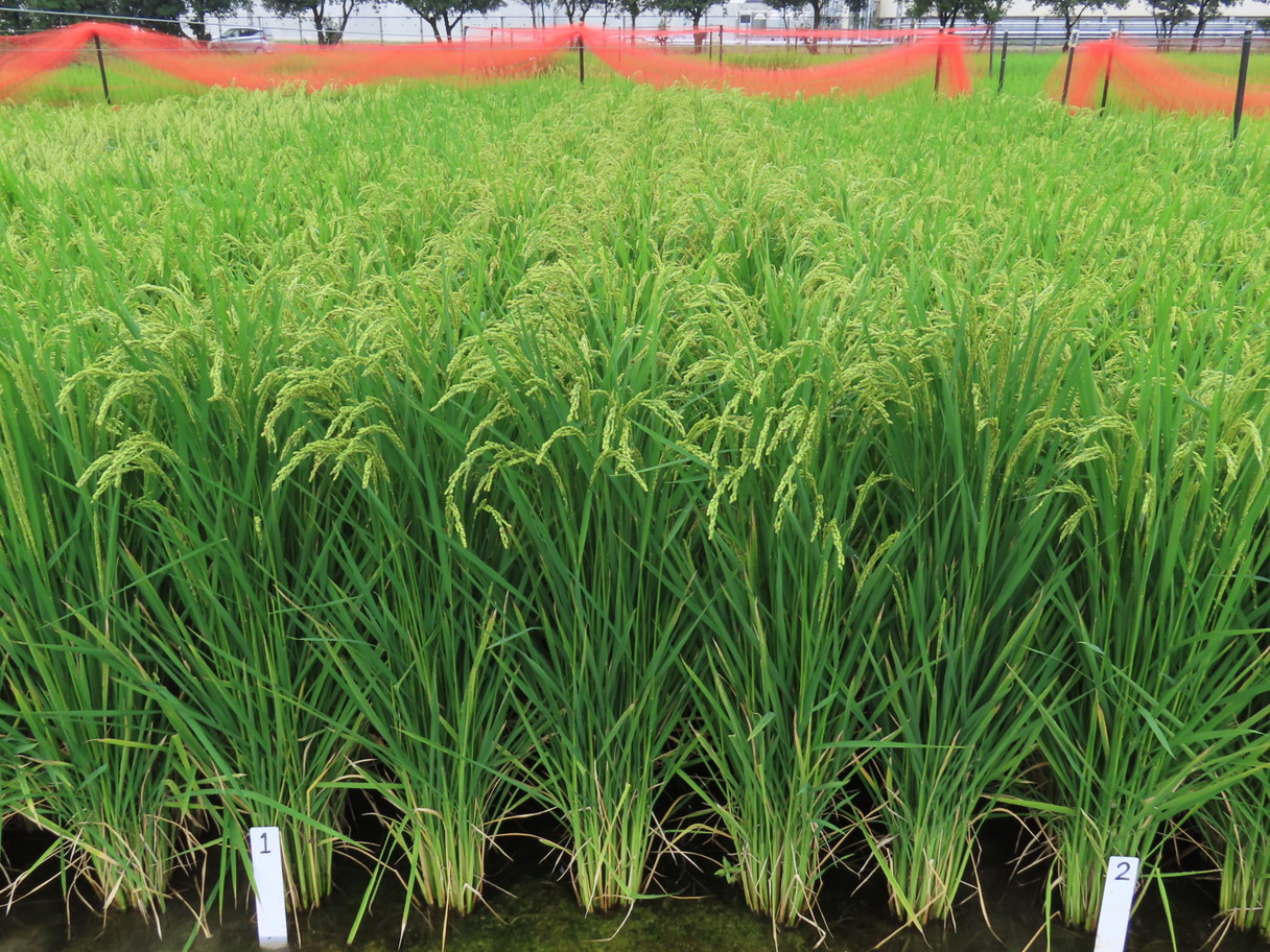 稲系 NINJA ZX-25R PAD, 95X20X20 39156-2631-BC | KAWASAKI,ZX25R