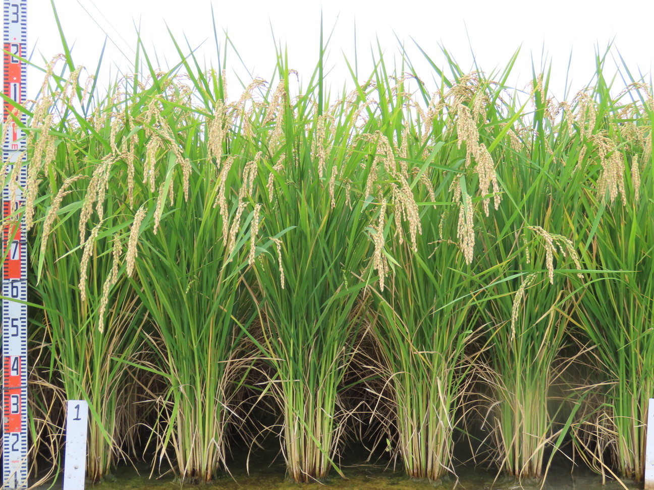 稲系 品種登録迅速化総合電子化システム