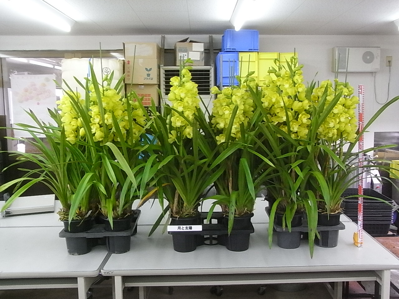 品種登録迅速化総合電子化システム