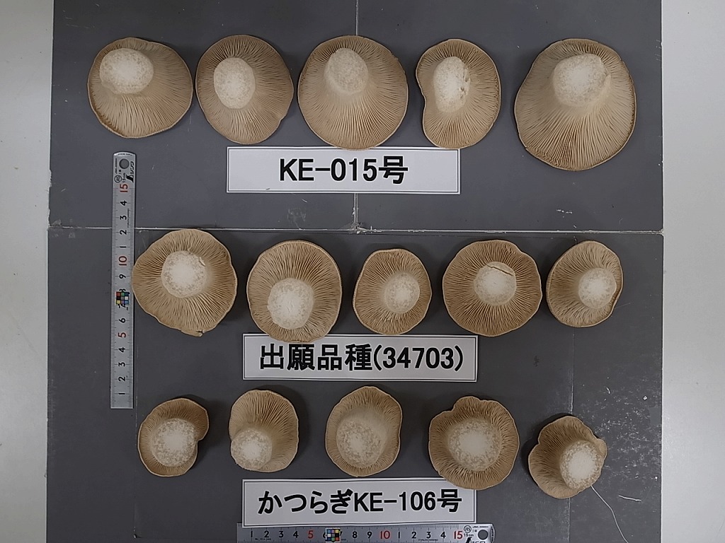 品種登録迅速化総合電子化システム