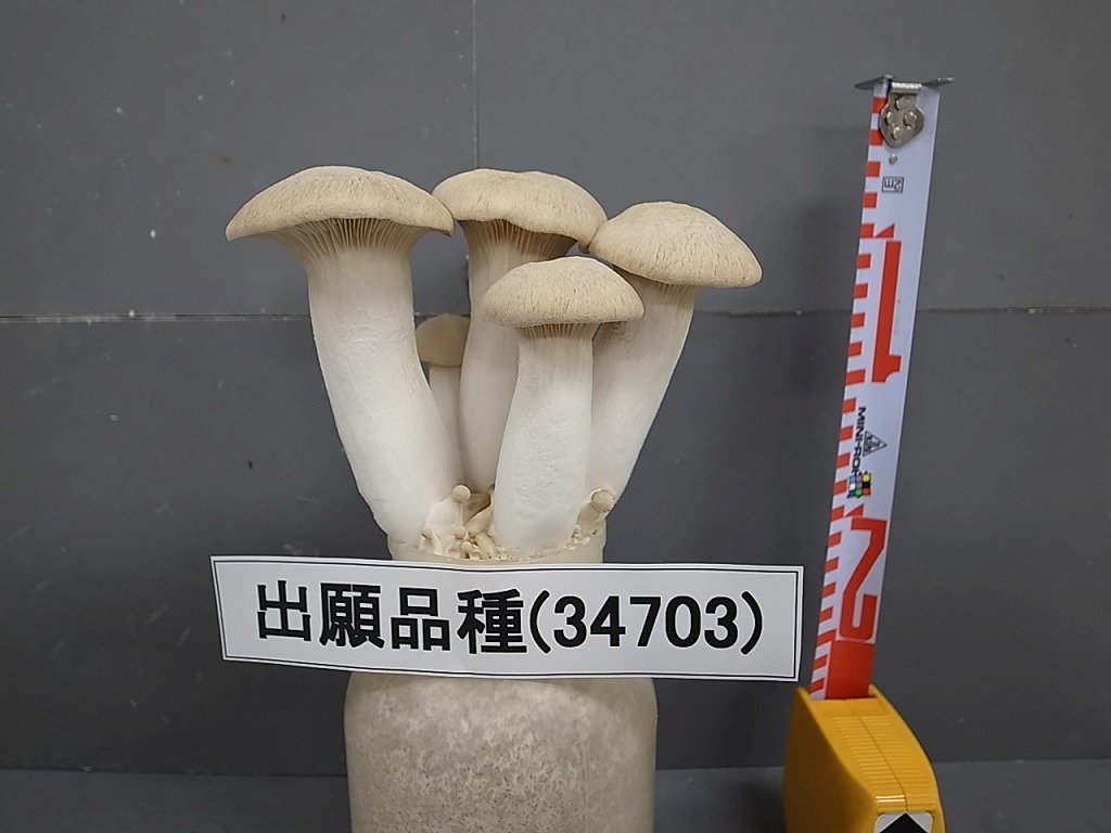 品種登録迅速化総合電子化システム