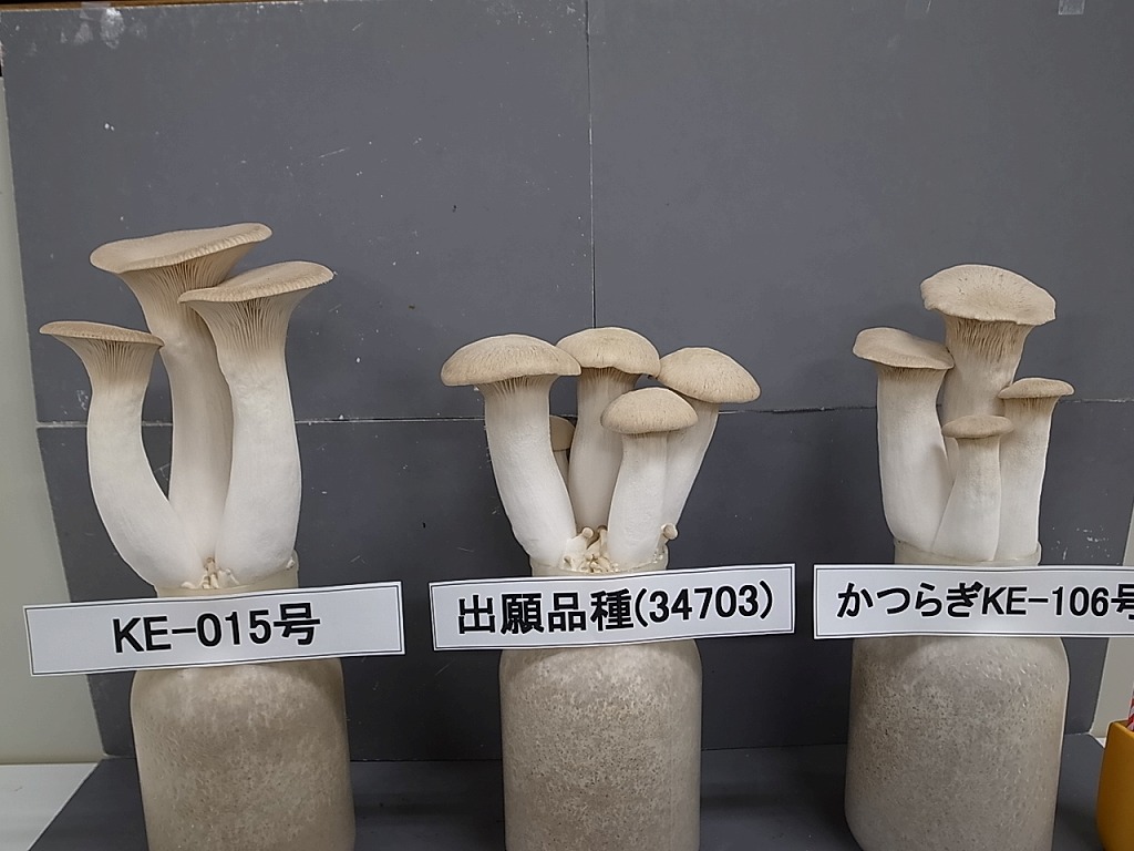 品種登録迅速化総合電子化システム