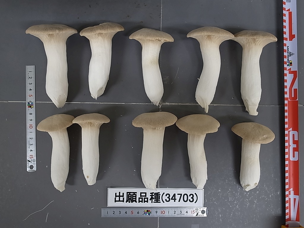 エリンギページ 品種登録迅速化総合電子化システム