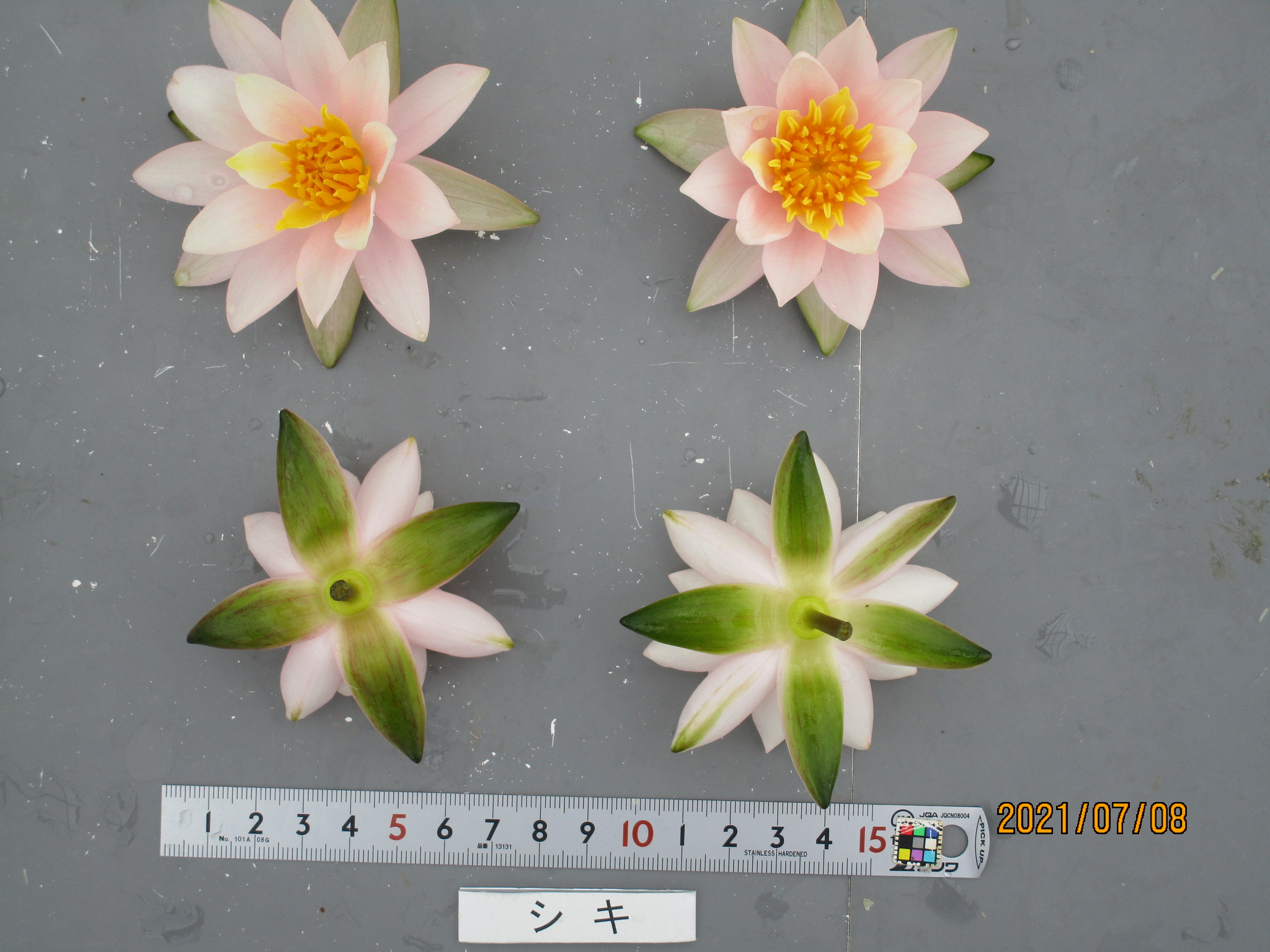 リクエスト出品　gyjx7583　ヒツジグサ赤蕊2株 リクエスト出品 gyjx7583 ヒツジグサ赤蕊2株 リクエスト出品