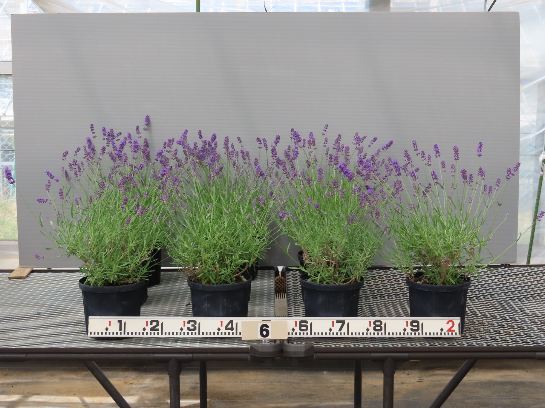 品種登録迅速化総合電子化システム