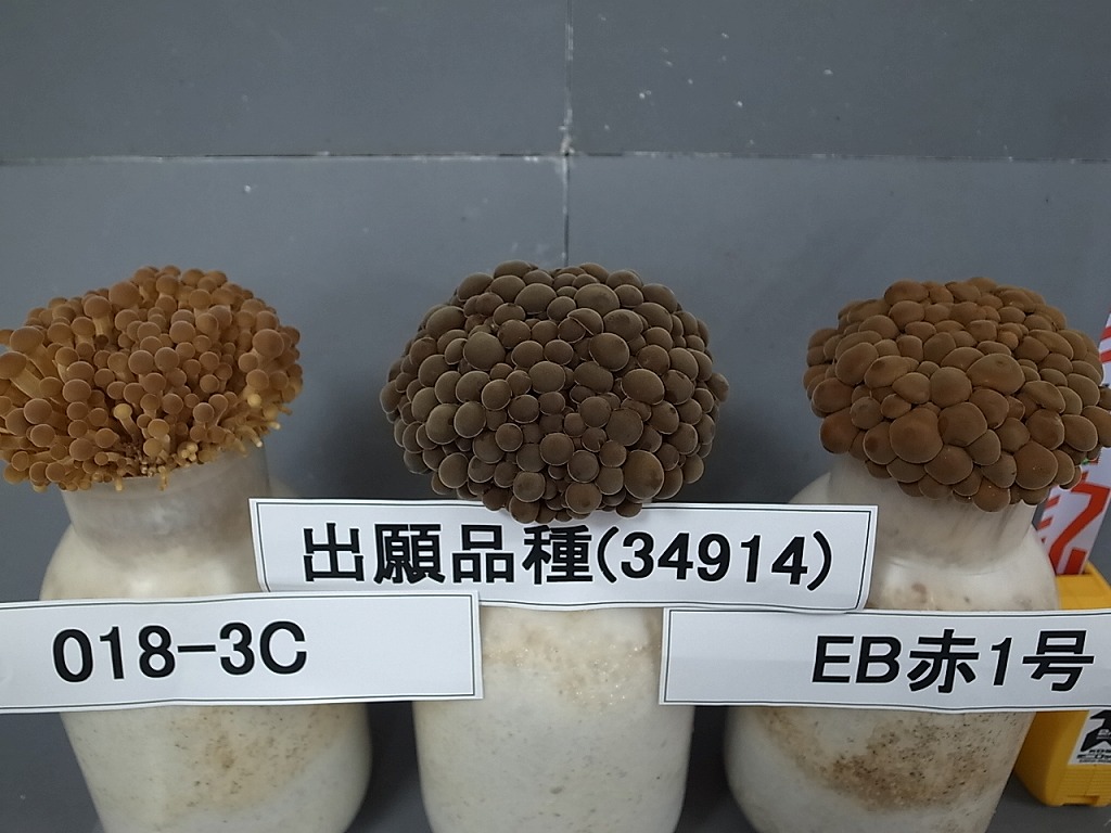 品種登録迅速化総合電子化システム