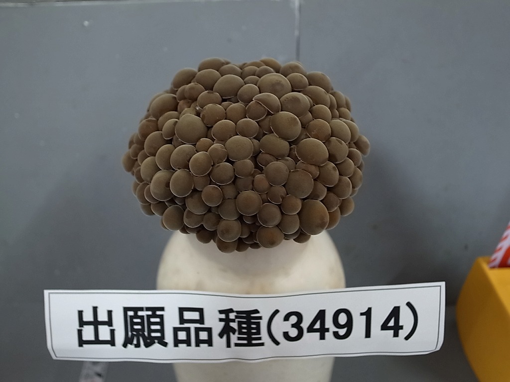 品種登録迅速化総合電子化システム