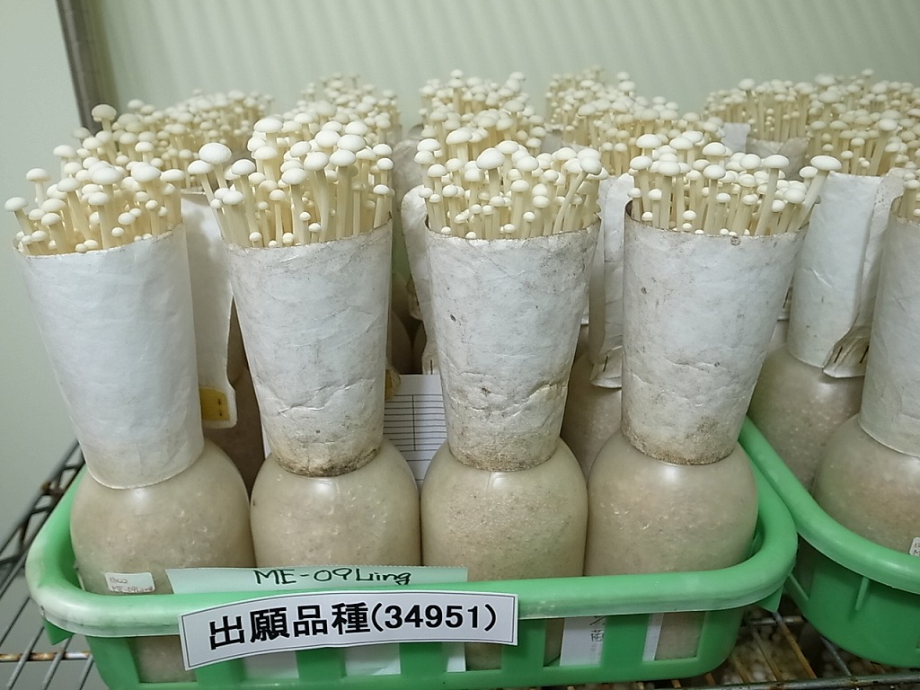 えのきたけページ Amazon.co.jp: ライフコーポレーション 長野・宮崎産など国内産