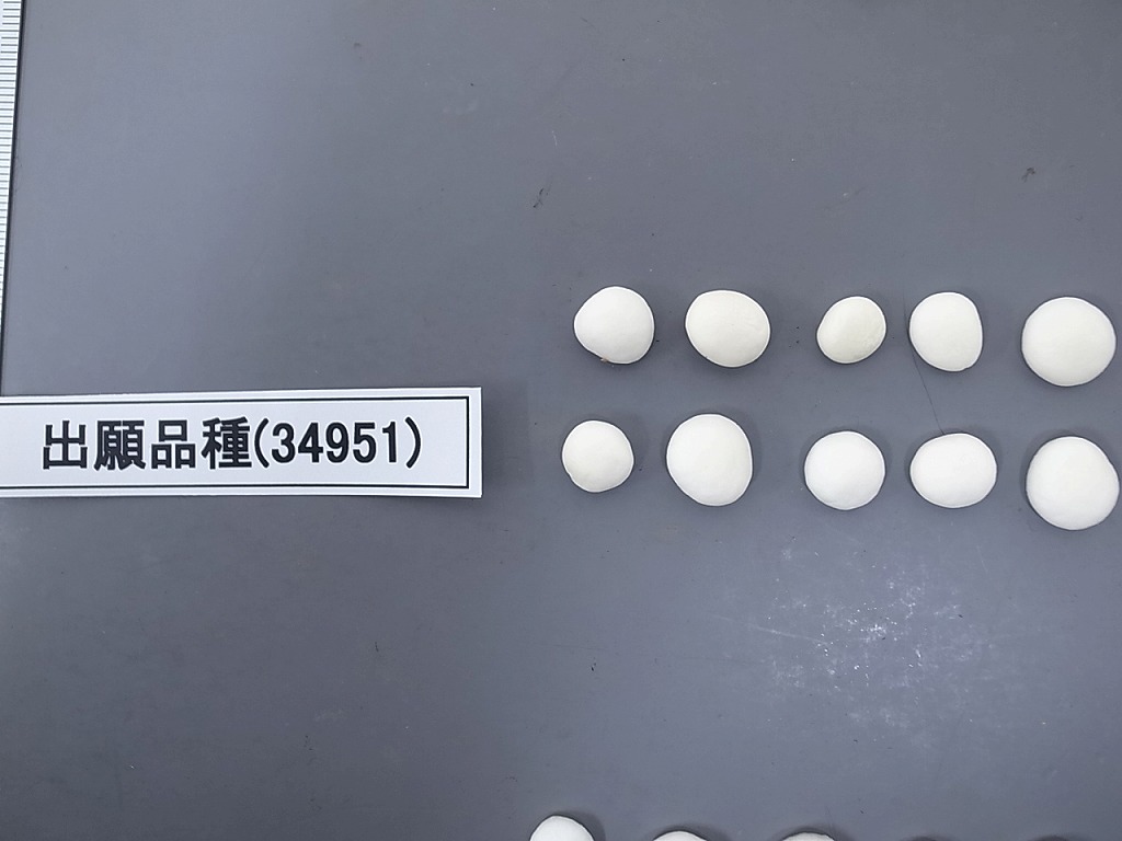 えのきたけページ 楽天市場】【楽天スーパーSALE 10％OFF】国産えのき茸 水煮 4cm
