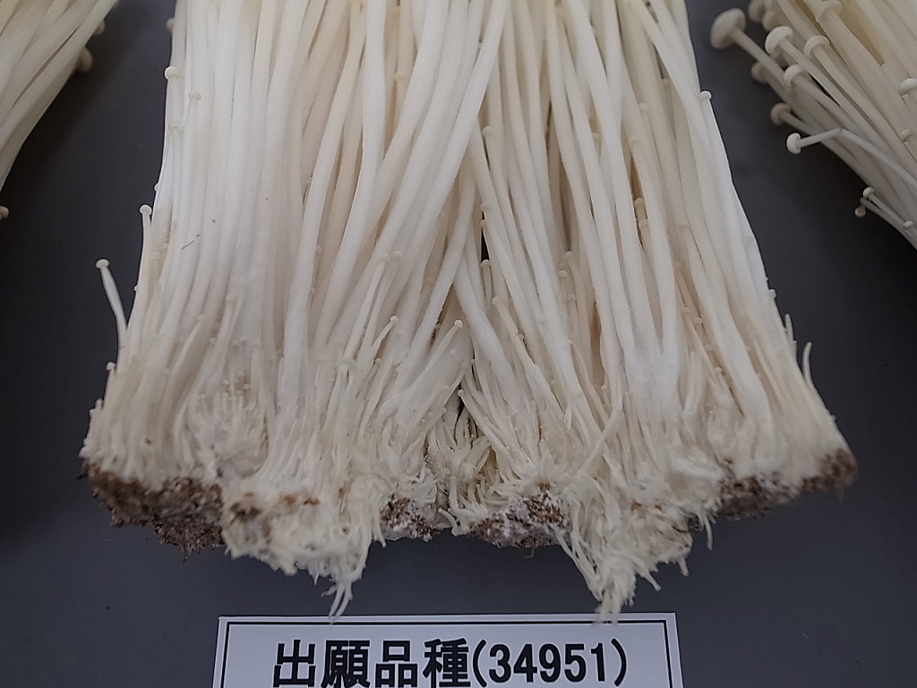 えのきたけページ エノキタケ | Flammulina velutipes | かぎけん花図鑑