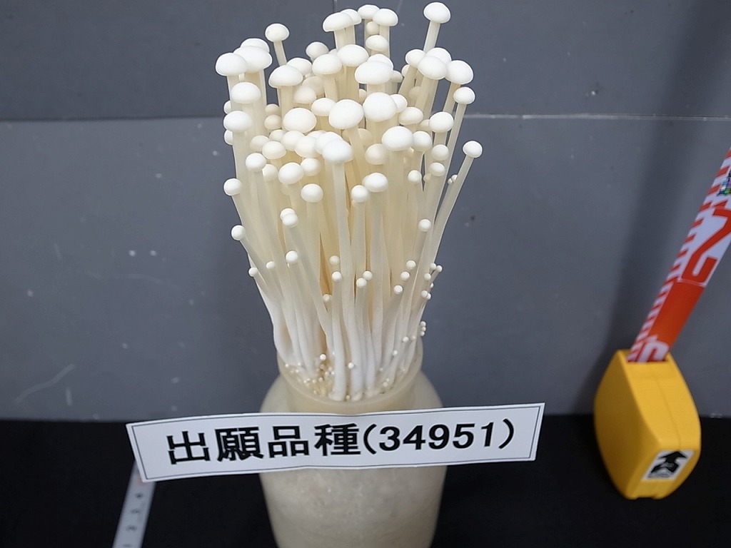 品種登録迅速化総合電子化システム