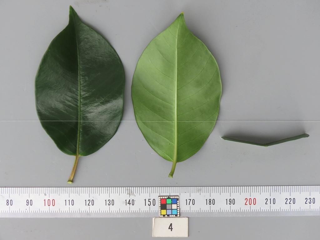 品種登録迅速化総合電子化システム