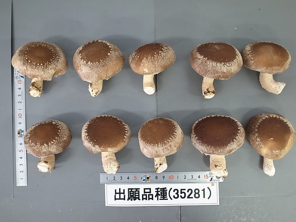 品種登録迅速化総合電子化システム