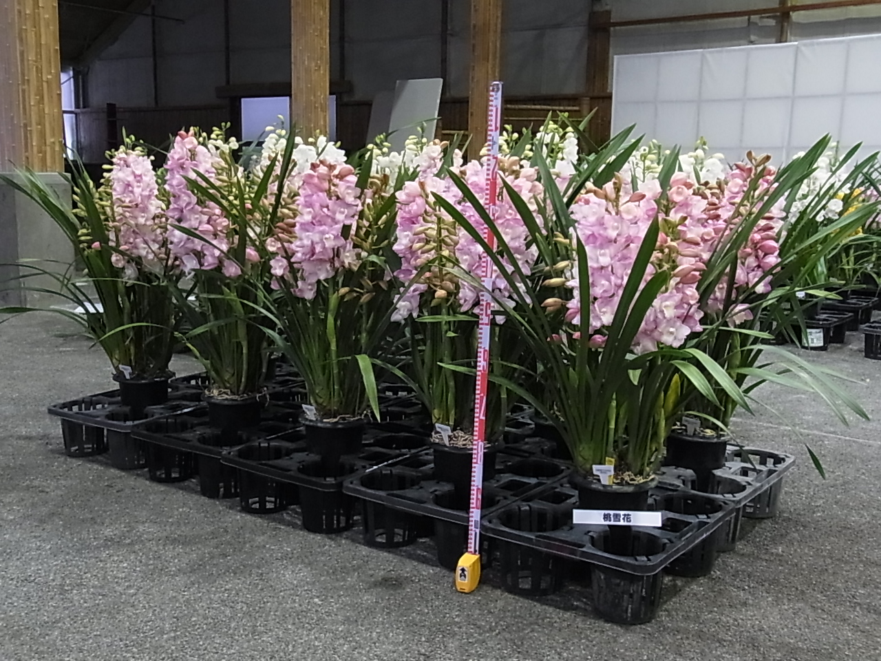 品種登録迅速化総合電子化システム