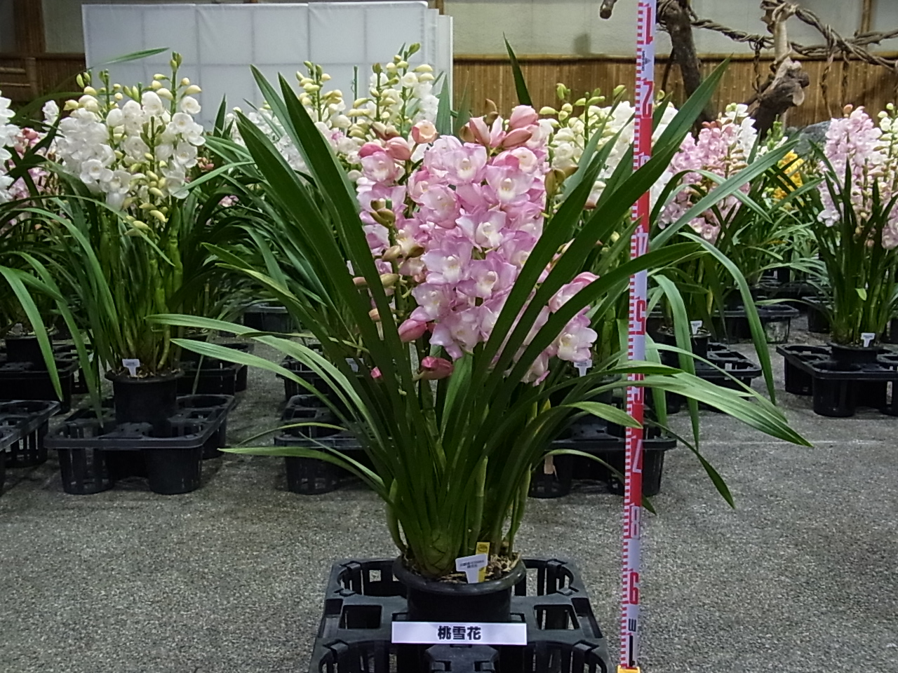 品種登録迅速化総合電子化システム