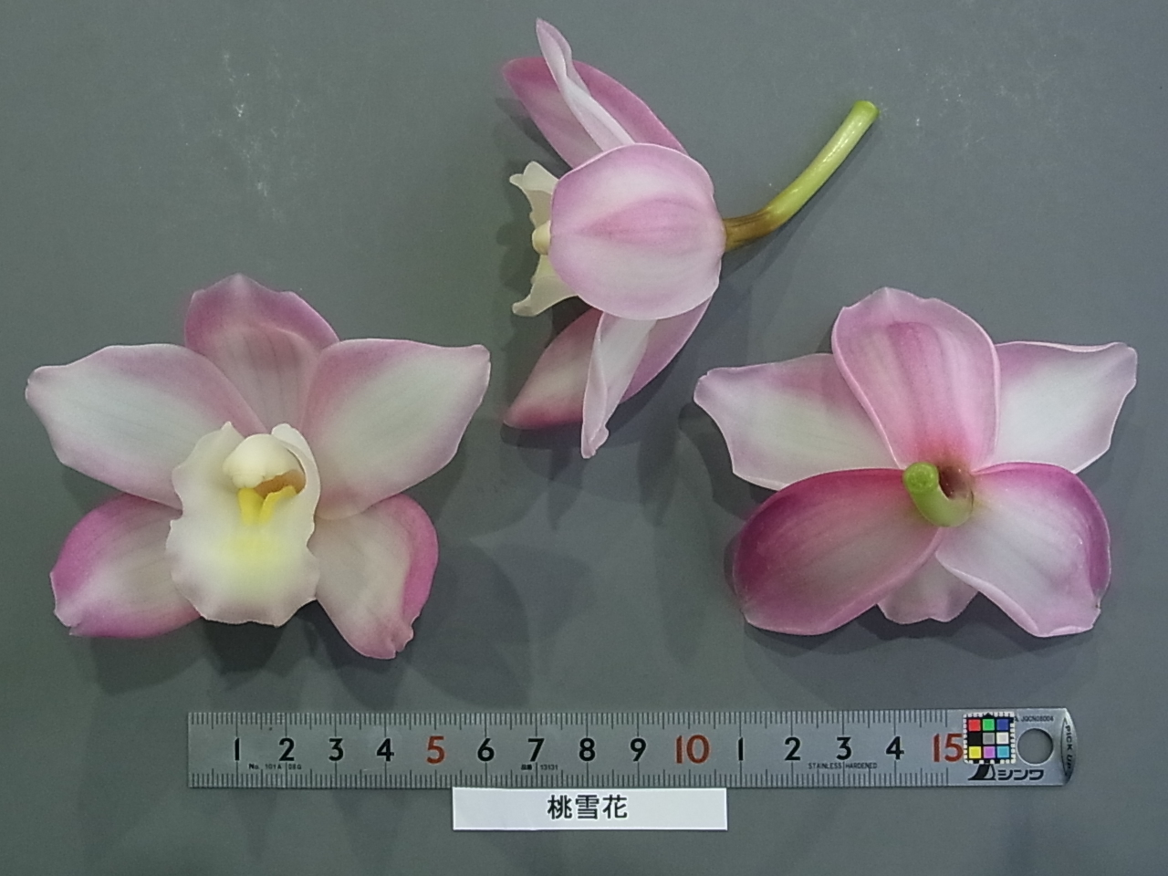 品種登録迅速化総合電子化システム