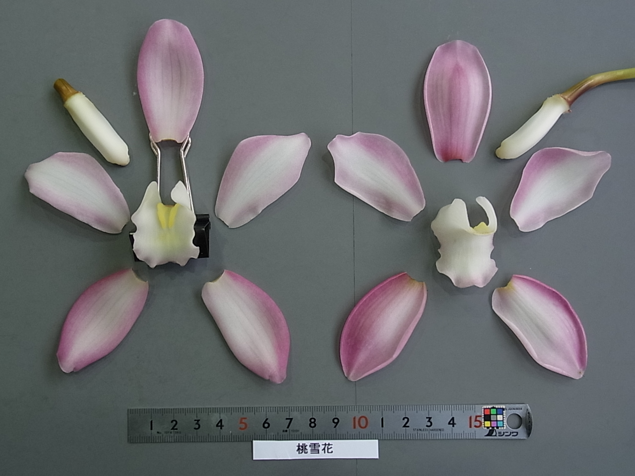 品種登録迅速化総合電子化システム