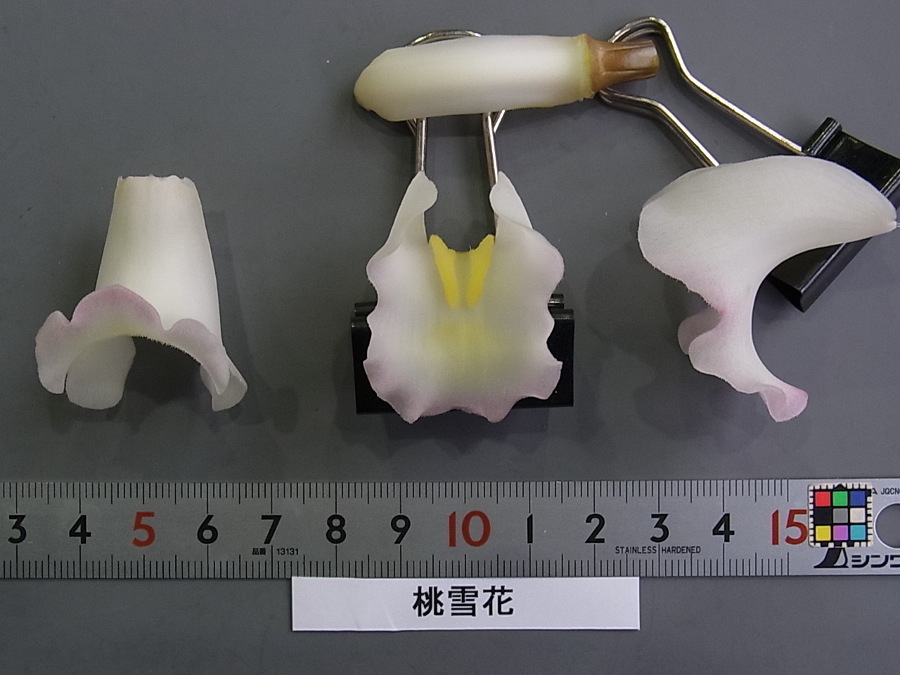 品種登録迅速化総合電子化システム