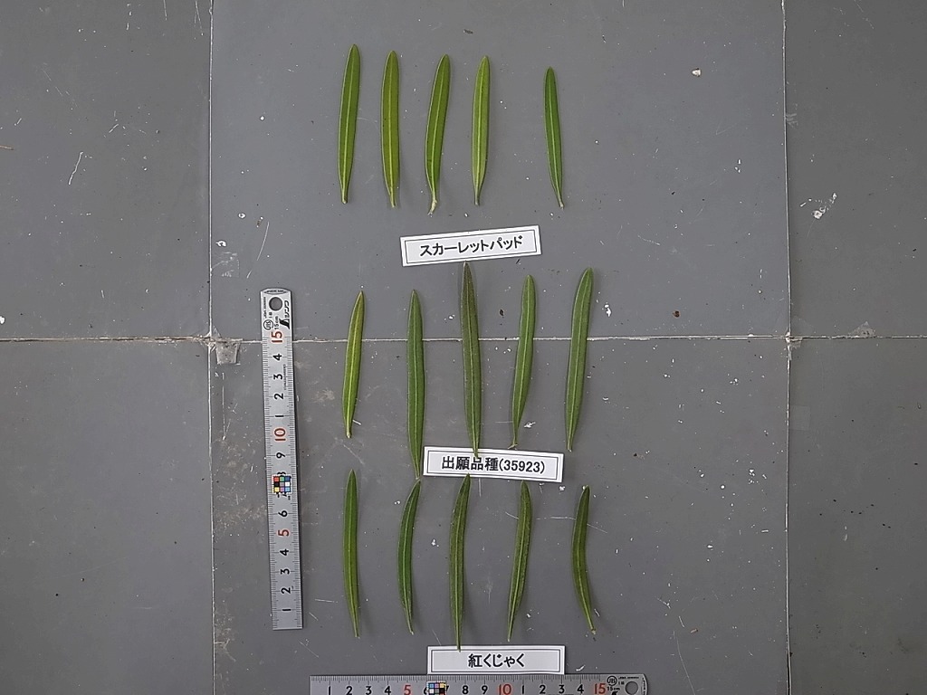 千年樹の樹皮鎧 CF L ROS028 1枚 未使用 FaB 日本語版 千年樹の樹皮鎧 CF L ROS028 1枚 未使用 FaB 日本語版 - メルカリ