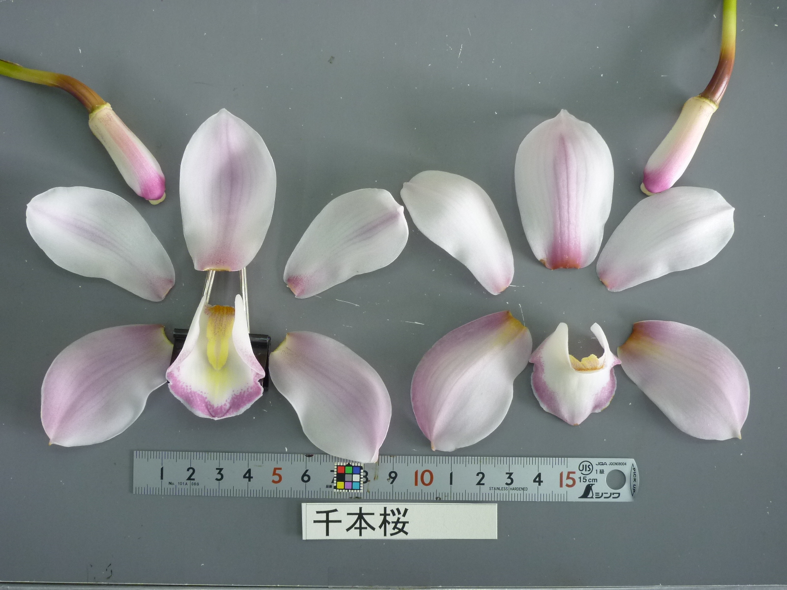 品種登録迅速化総合電子化システム