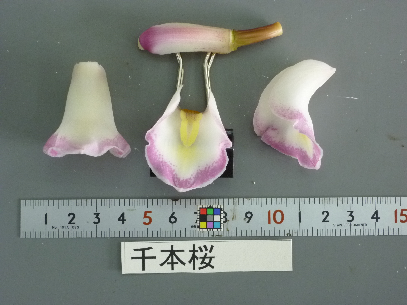 品種登録迅速化総合電子化システム