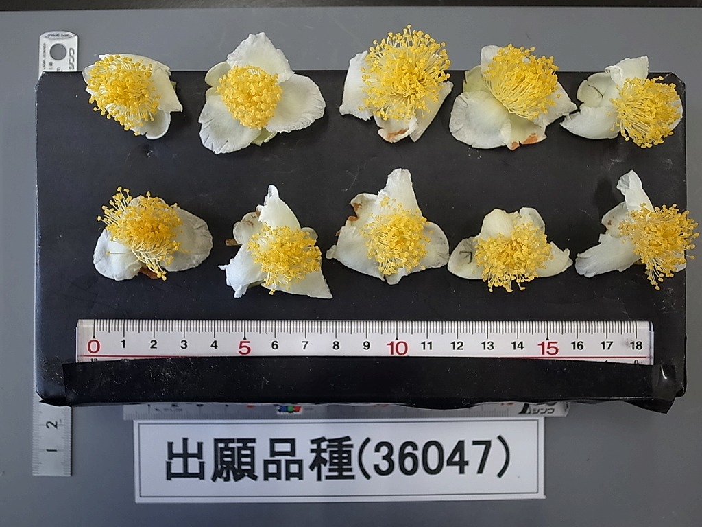品種登録迅速化総合電子化システム