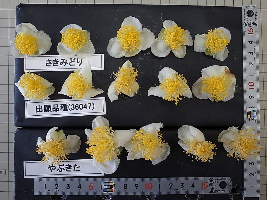 品種登録迅速化総合電子化システム