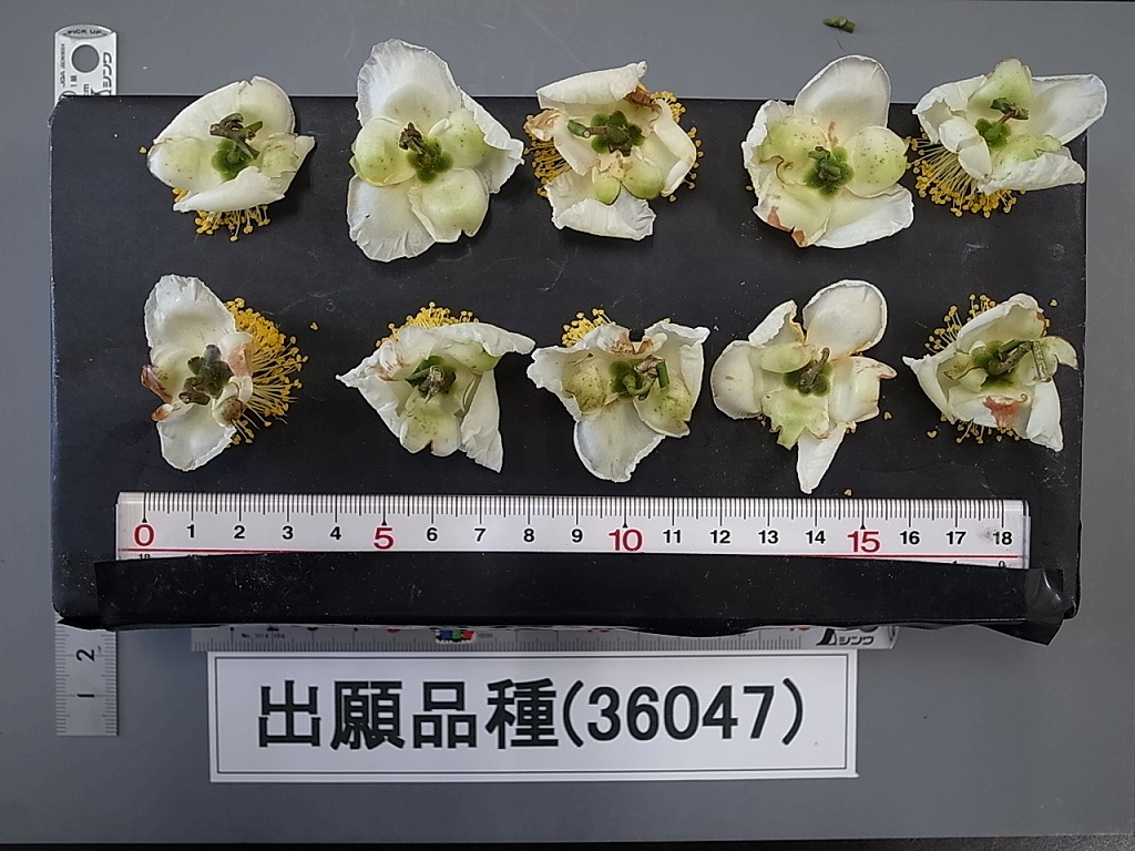 品種登録迅速化総合電子化システム