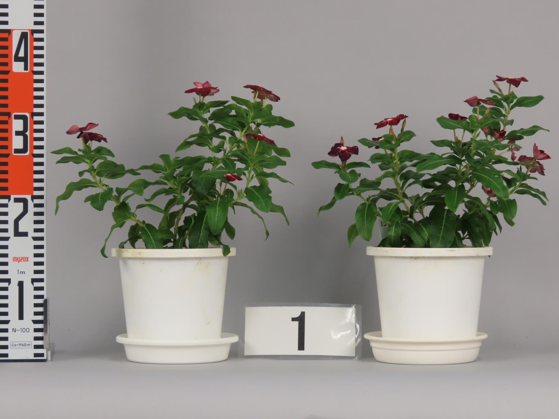 品種登録迅速化総合電子化システム