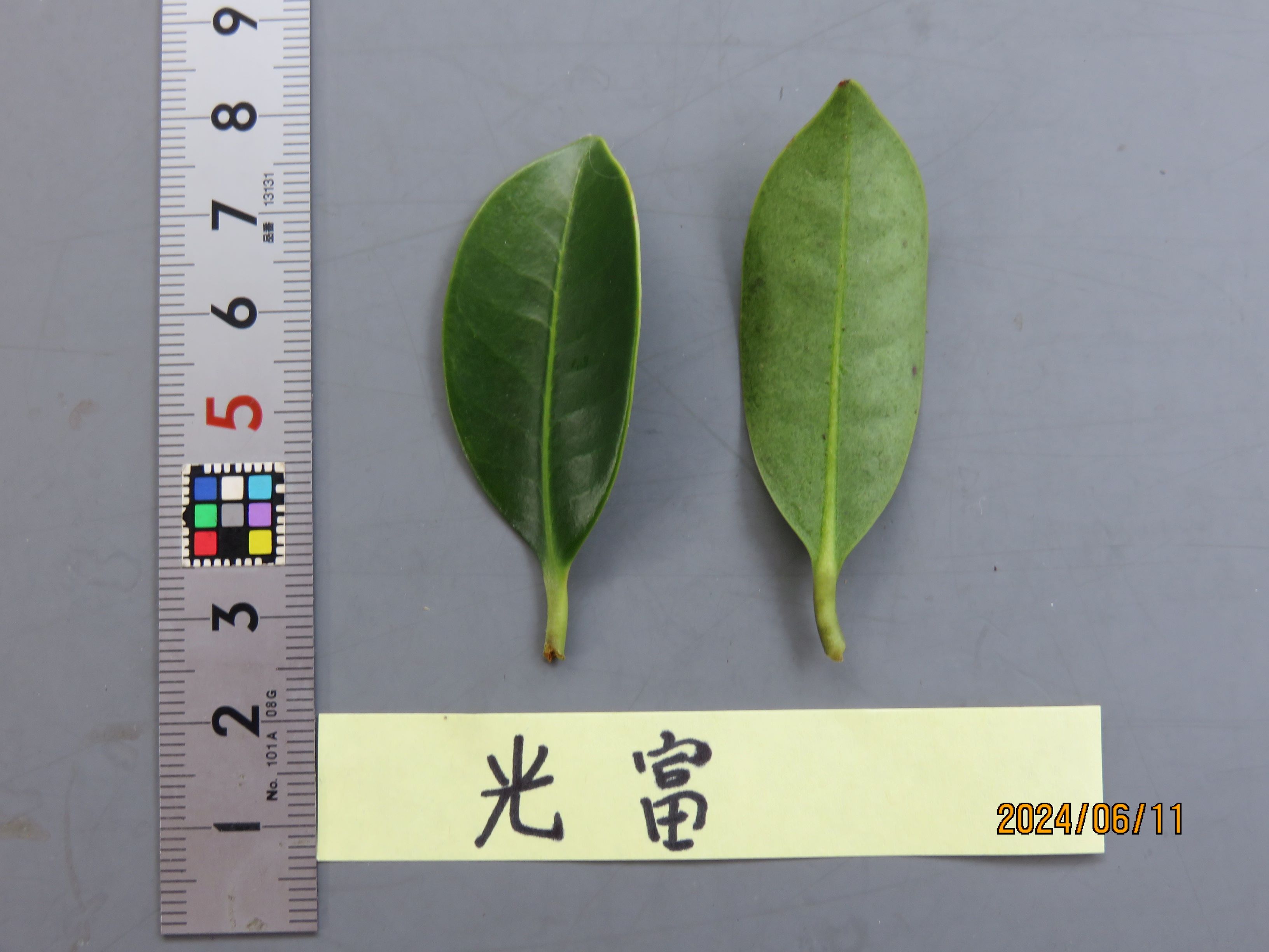 品種登録迅速化総合電子化システム